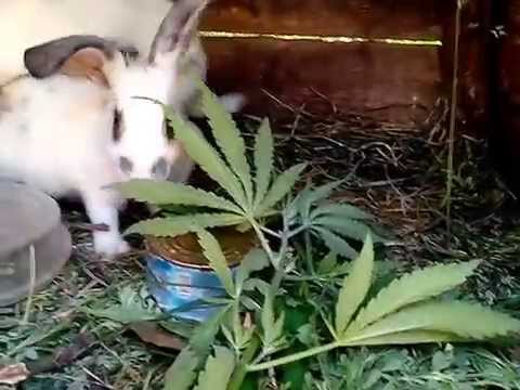 Кролики и марихуана стоп наркотик мороженое купить