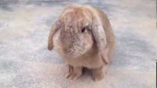 Rabbitt  茶色くてかわいいウサギ