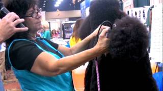 Grooming a Poodle Tail, by Hall of Fame groomer Diane Betelak