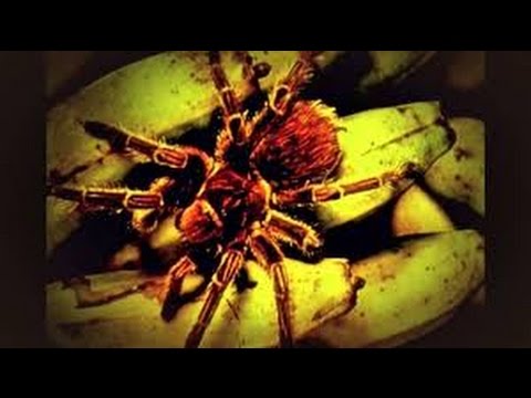 Mönche im Labor ✪ Doku Wissenschaft HD