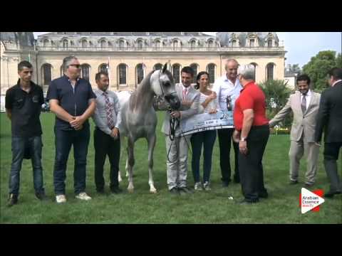 3rd Place N.35 ELAN DE MARC K.A. - Chantilly 2015 ABCE - Fillies Championship (Class 12)