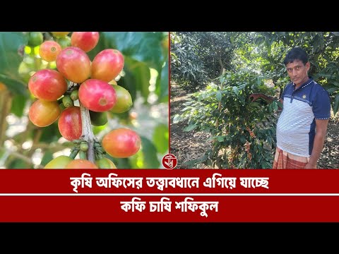 কৃষি অফিসের তত্বাবধানে এগিয়ে যাচ্ছেন কফি চাষি শফিকুল
