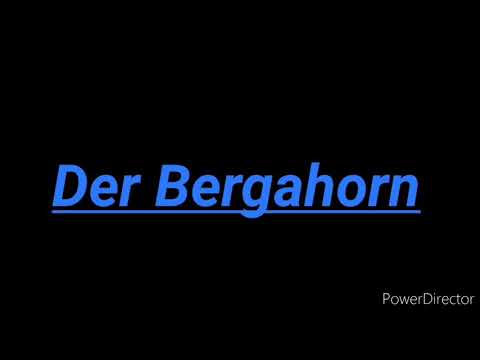 Der Berg-Ahorn - Informationen