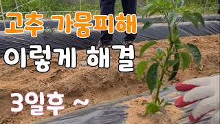 고추 가뭄피해 이렇게 해결 3일후 놀랍게 변한다