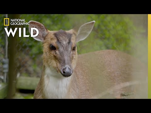The Barking Deer | Secrets of the Zoo