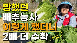 망했던 배추농사 이렇게 했더니 2배 크게 컸습니다 배추농사 김장배추 배추재배