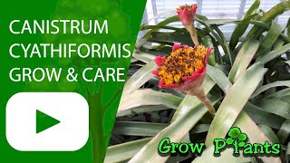 Canistrum cyathiformis - grow & care (Mosenia bromeliads)
