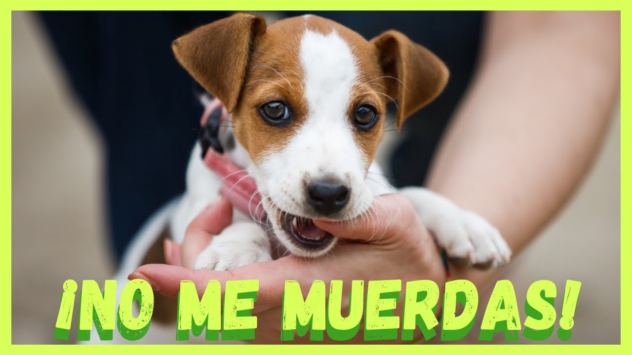 ¿Tienes un CACHORRO que MUERDE MUCHO Manos y pies? 😓 TE INTERESARÁ👈