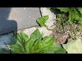 Ants Along the Pavers in Allenhurst, NJ