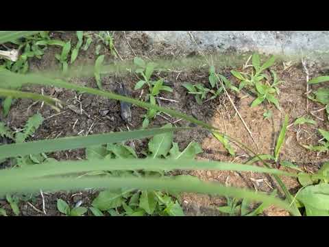 Ants Along the Pavers in Allenhurst, NJ