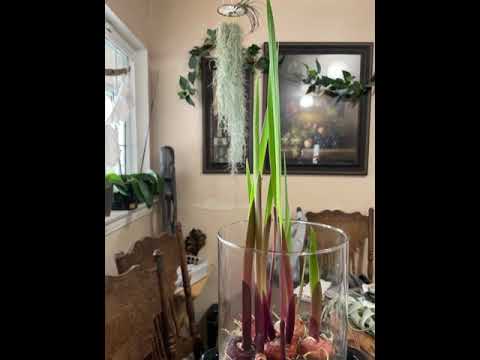 YouTube video about: Should I soak gladiolus bulbs before planting?