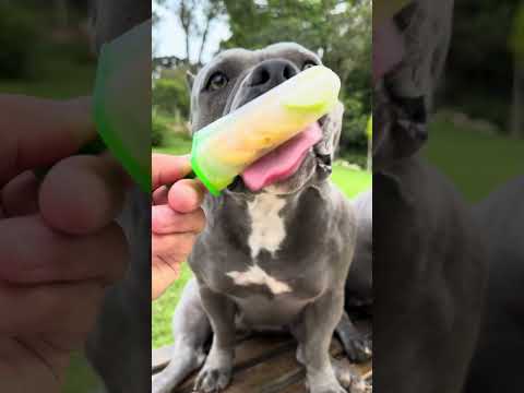 Em Dias de Calor - Picolé para Meus American Bullys - Nossa Rotina #americanbully