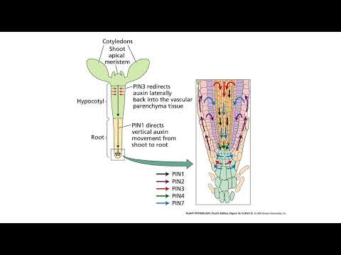 Plant Physiology: L14: Auxin–The Growth Hormone