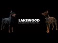 Doberman Pinscher dogs for sale: Black Male - Video 1