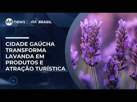 Lavanda vira fonte de renda e atrai turistas no Rio Grande do Sul | #SBTBrasil