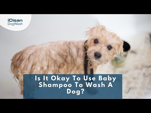 Is It Okay To Use Baby Shampoo To Wash A Dog?