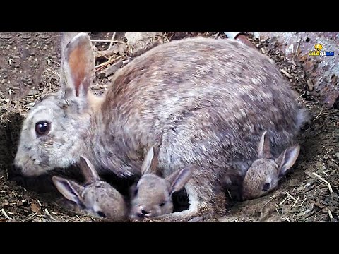 , title : '!لهذا السبب يقوم الأرنب بدفن صغاره'