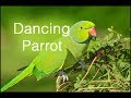 Tiya Tiya Tiya Bengali song || Dancing Parrot ||