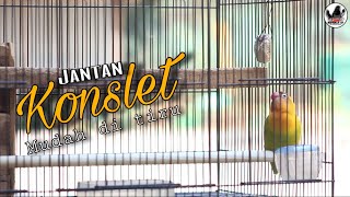 Download lagu Mudah ditiru | masteran jantan konslet dobelan suara kering mp3
