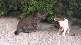 preview picture of video 'Funny Angry Arguing Cats (New)'