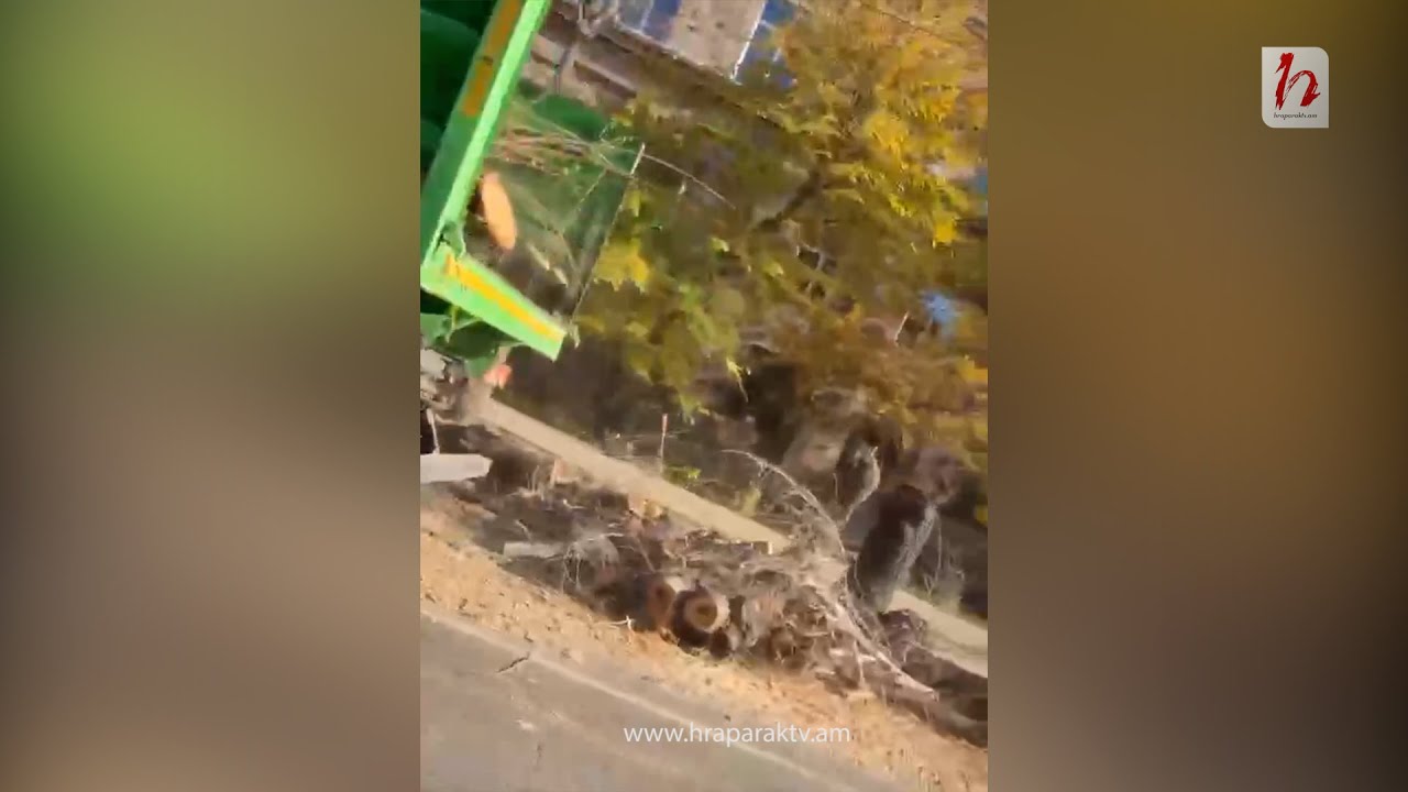 Ծառերի սպանդ՝ Երևանում