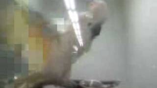 Delilah you crazy ass
