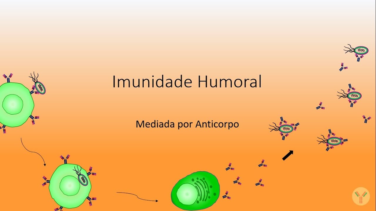 Resposta Imune Humoral; Imunidade Humoral; Ativação dos linfócitos B; Produção de anticorpos.