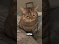Meet Guangdang The Adorable Cat With A Sad Face Cat Cuteanimals Shorts Pets Catshorts
