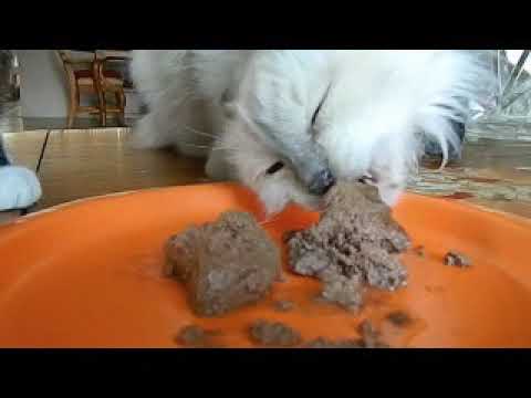 Tiny Tiger Beef Recipe Grain Free Paté Canned Cat Food, #ChewyInfluencer