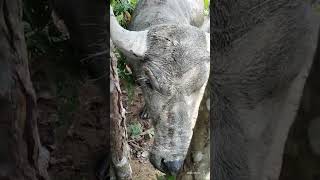 Junior lebih tempramen dari Mozi