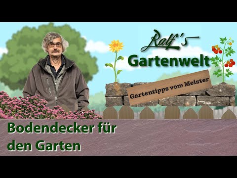 Bodendecker für den Garten I Gartentipps vom Meister I Ralf´s Gartenwelt