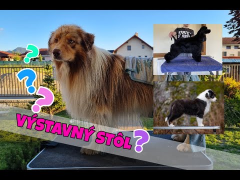 Ako naučiť psa na GROOMING STÔL? Moje tipy