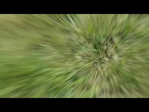 Cicada Killers Terrify Homeowner in Freehold, NJ