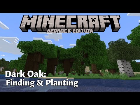 Dark Oak Trees