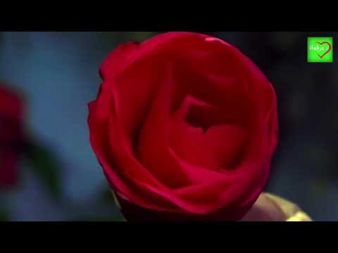 ilahi/recitim shqip 2018 - Xhenetliu i fundit - Avni Kamberi