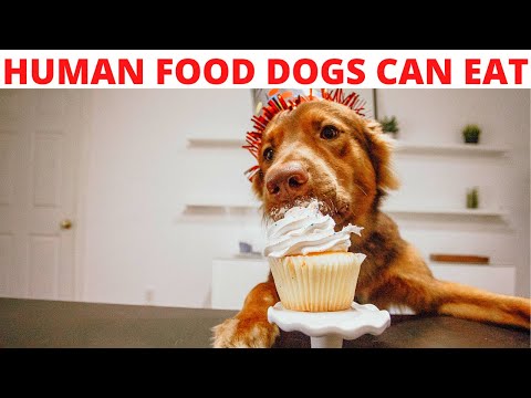 Human foods dogs can eat