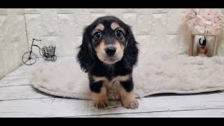 ミニチュアダックスの動画01