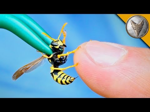 2nd YouTube video about are yellow jackets aggressive