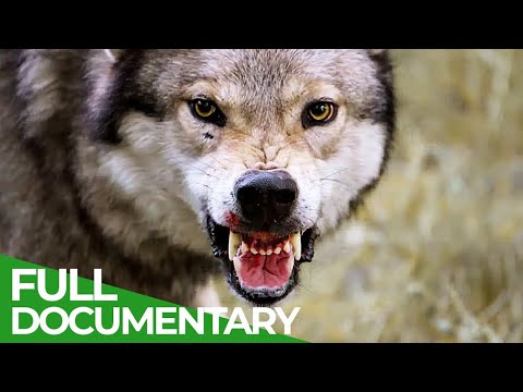 Man's First Friend - The Epic Story of Dogs & Humans | Free Documentary Nature
