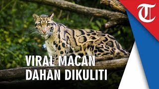 Beredar di Facebook dan Viral Foto Macan Dahan Dikuliti