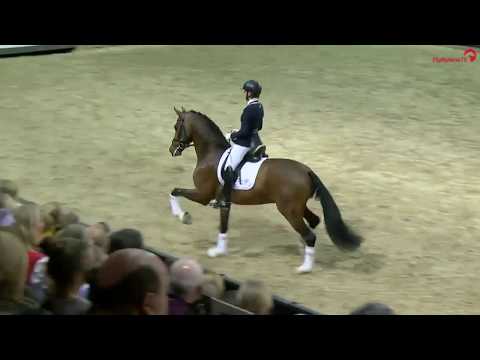 Franz Joseph jr - Derby Hengstgala 2020