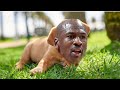 Space Jam Dog