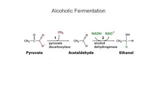 Glycolysis Phase II