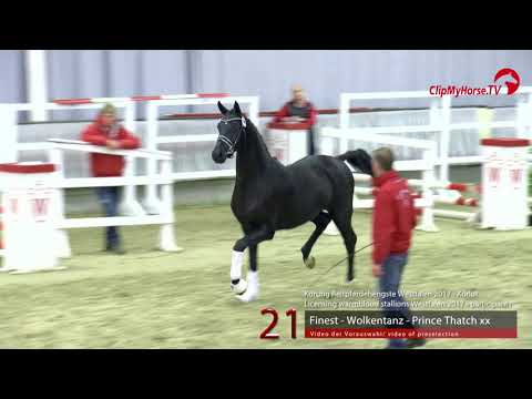 21 Junghengst v. Finest - Wolkentanz