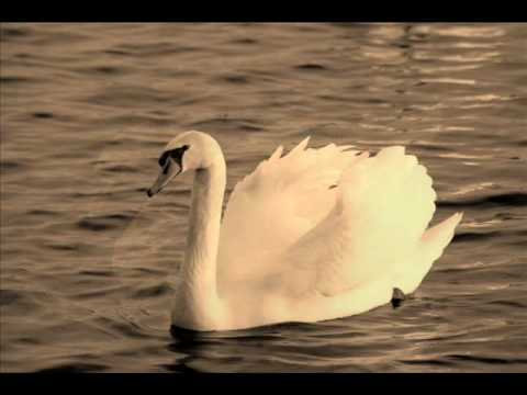 Pablo Casals - The Swan