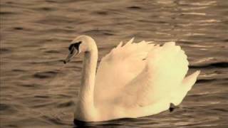 Pablo Casals - The Swan