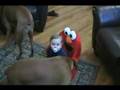 Jack In Elmo Chair