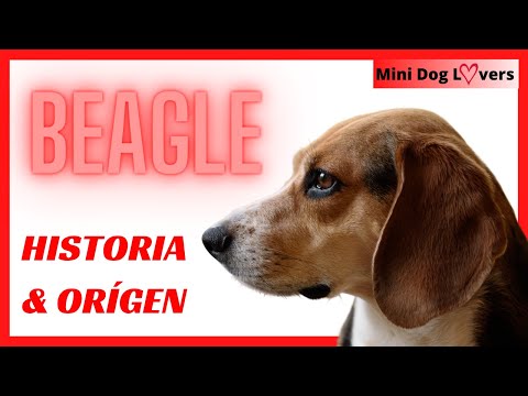 🐶 ORIGEN de la raza de perro BEAGLE Historia y Curiosidades | MINIDOG LOVERS