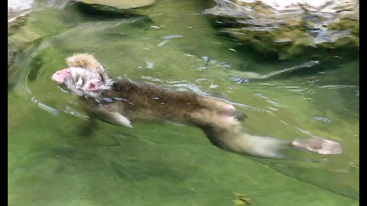 Monkeys swimming in hot spring