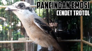 Download lagu Cendet Trotol Muda Berbakat Sangat Cocok Buat Pancingan Trotol Lainya Agar Ikut Bunyi mp3